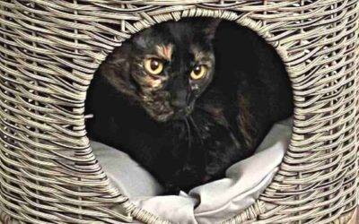 Gorgeous Tortoiseshell Cat For Adoption in Conroe TX – Supplies Included – Adopt Moo Moo