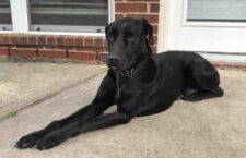 Moose Black Lab Doberman Pinscher Mix Dog Adoption Spring TX4