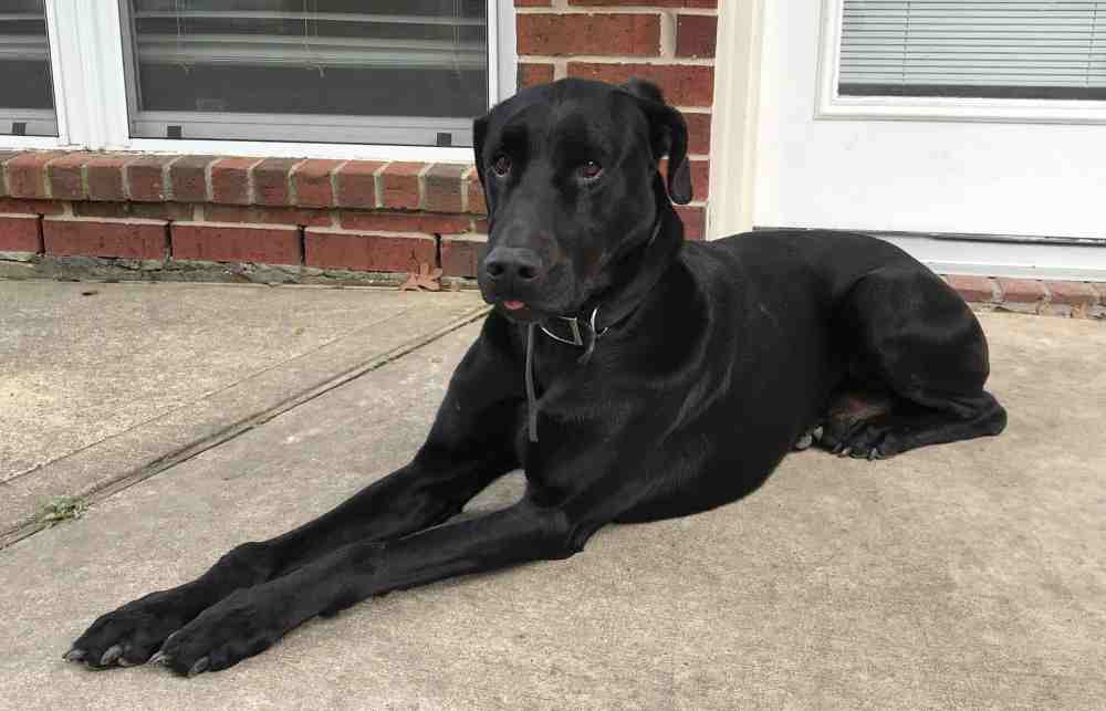 labrador doberman mix