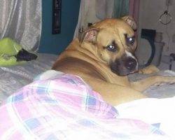 Moose - mastiff pitbull mix for rehoming in stockton ca 2