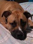 Moose - Mastiff Pitbull Mix For Rehoming in Stockton CA 2