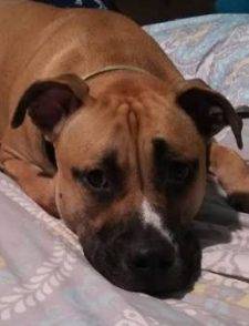 Moose - Mastiff Pitbull Mix For Rehoming in Stockton CA 2