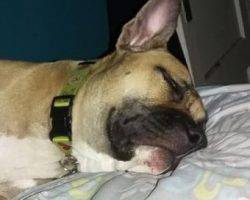 Moose - mastiff pitbull mix for rehoming in stockton ca 2