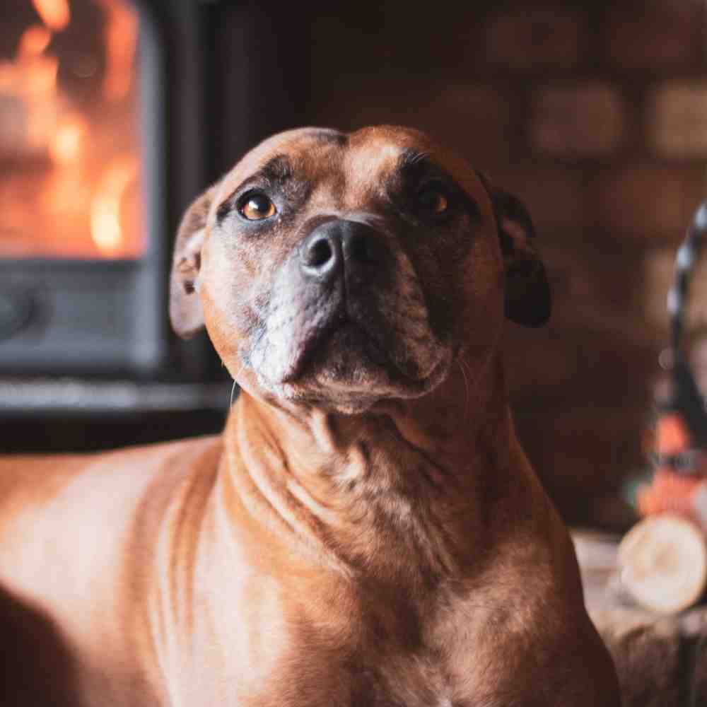 Moose Rhodesian Ridgeback