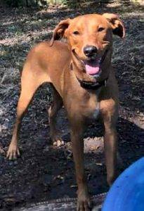 Photo Moose- a hungarian vizla-lab retriever mix for private adoption nashville tennessee