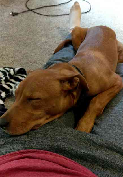 Moose- a hungarian vizla-lab retriever mix for private adoption nashville tennessee