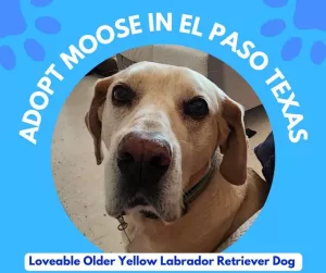 Photo of a yellow labrador retriever dog for adoption in el paso texas.
