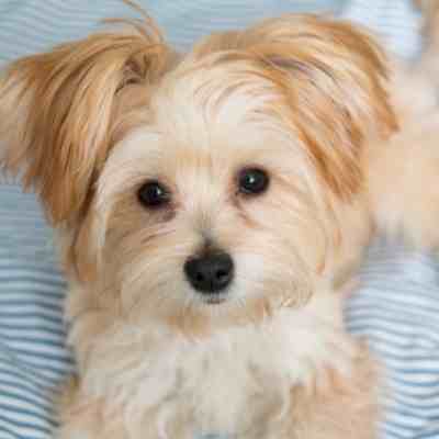 Morkie dog 4