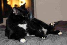Morrison Black White Tuxedo Cat Adoption Brooklyn NY