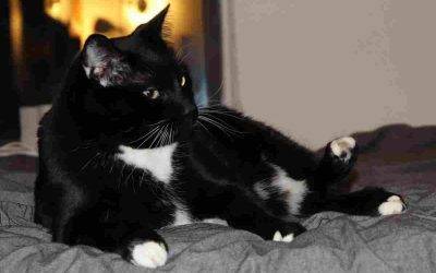 Adopted – black and white tuxedo cat for adoption in brooklyn, ny