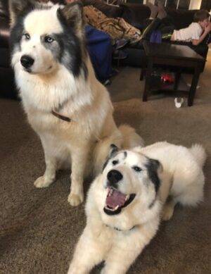 Amazing Siberian Huskies In Virginia – Meet Cubby Bear & Piper