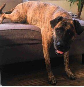 Mr darcy bullmastiff dog adoption calgary 7