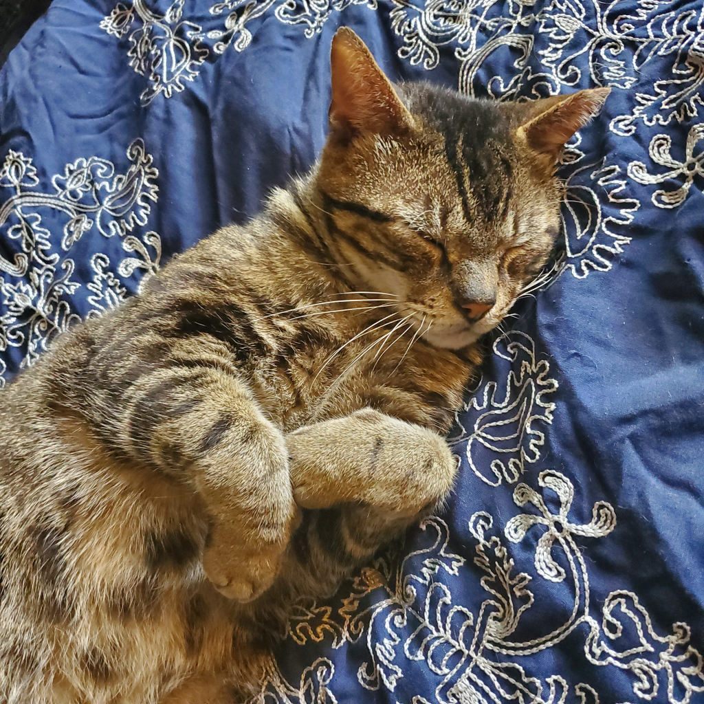 Brown tabby cat for adoption in jacksonville florida