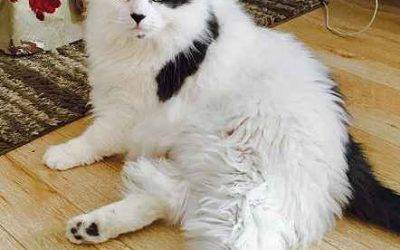 Adopted – maine coon mix cat in philadelphia pa – meet mr. Kitty