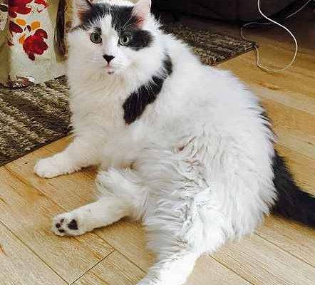 Mr. Kitty – Maine Coon Mix Cat For Rehoming in Philadelphia PA