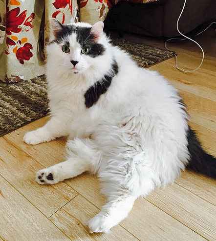 Mr. Kitty – Maine Coon Mix Cat For Rehoming in Philadelphia PA