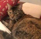 Mrs Snuggles Tabby Calico Cat For Adoption San Francsco CA 1