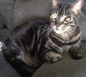 Tabby cat for adoption santa barbara ca – supplies included – adopt munchkin