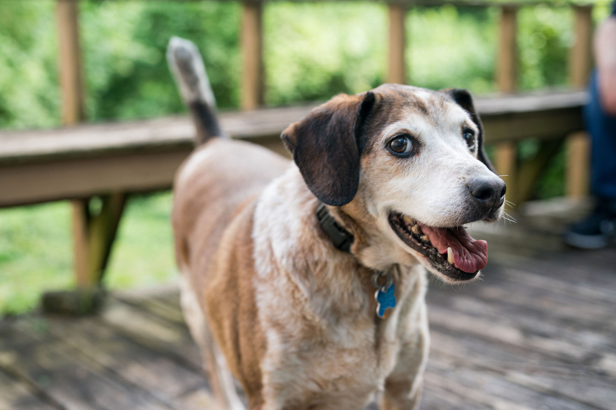 Charming Senior Beagle Mix Dog For Adoption in Cincinnati OH - Meet Pablo