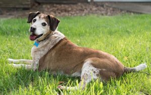 Charming Senior Beagle Mix Dog For Adoption in Cincinnati OH