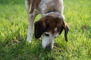 Charming Senior Beagle Mix Dog For Adoption in Cincinnati OH