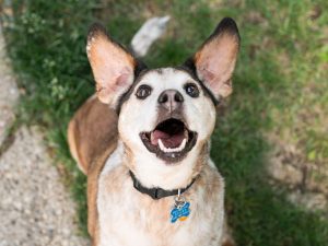 Charming Senior Beagle Mix Dog For Adoption in Cincinnati OH