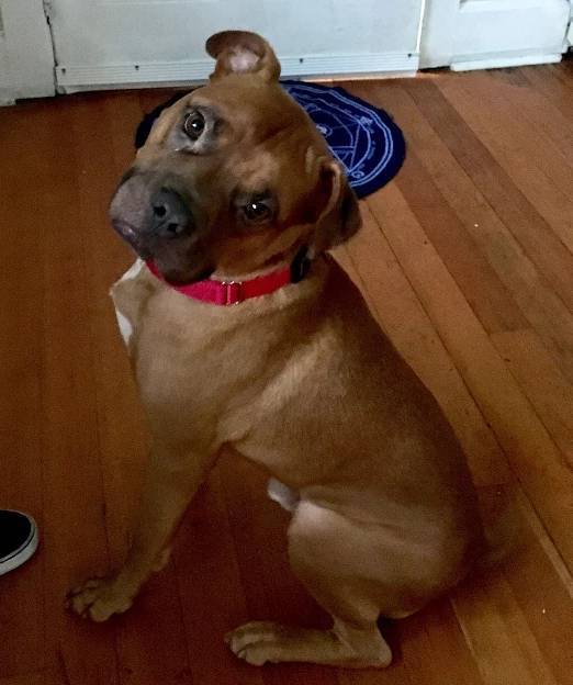 Murdock - boxer mix dog for adoption ithaca ny scranton pa