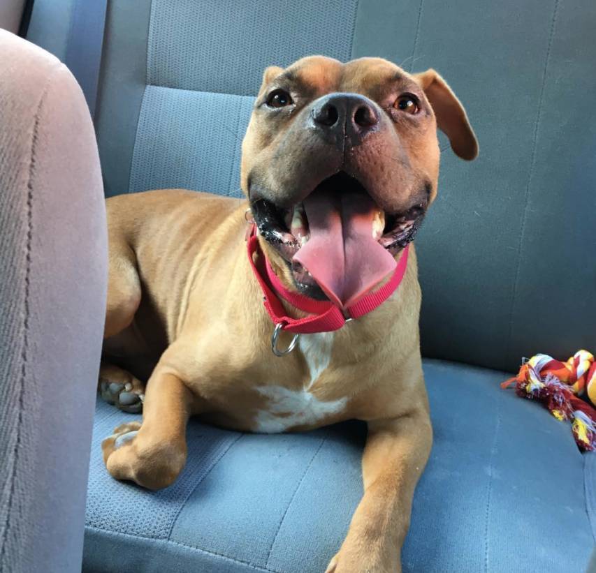 Murdock - Boxer Mix Dog For Adoption Ithaca NY Scranton PA