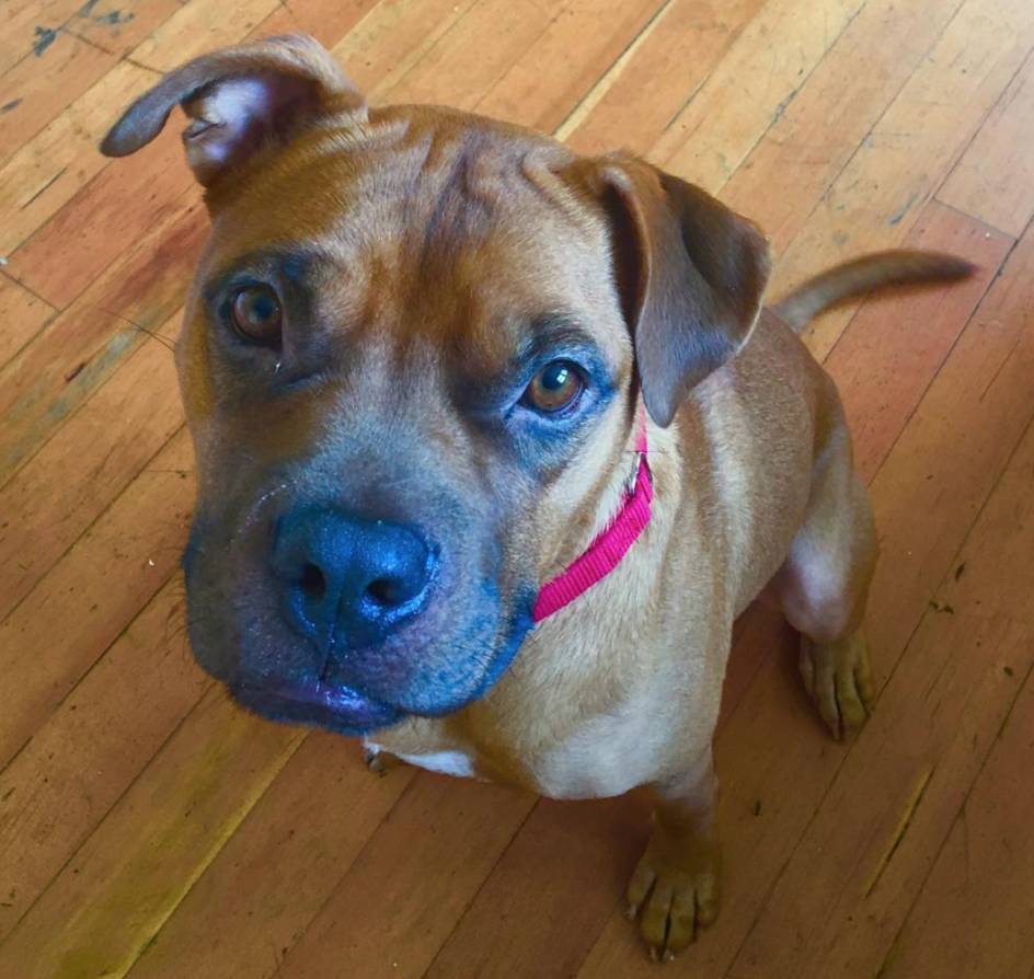 Murdock - boxer mix dog for adoption ithaca ny scranton pa