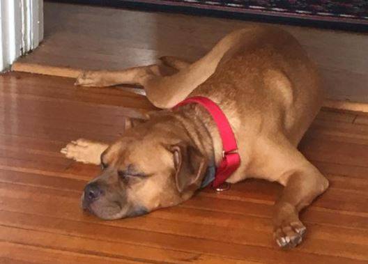 Murdock - boxer mix dog for adoption ithaca ny scranton pa