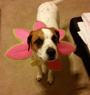 Boxer Mix For Adoption In Houston Texas