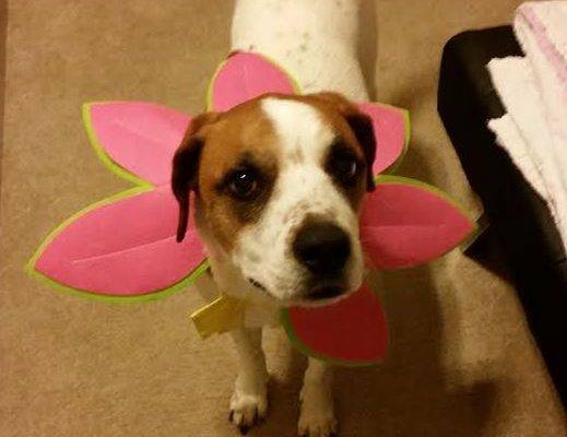 Boxer Mix For Adoption in Houston Texas