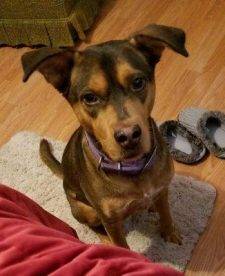 Murphy Doberdor Lab Doberman Pinscher Mix Dog For Adoption San Antonio