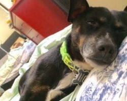 Chihuahua frenchie mix dog for adoption in san leandro ca