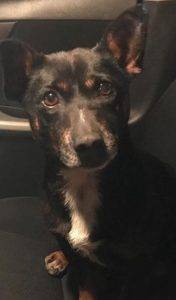 Chihuahua frenchie mix dog for adoption in san leandro ca