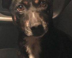 Chihuahua frenchie mix dog for adoption in san leandro ca