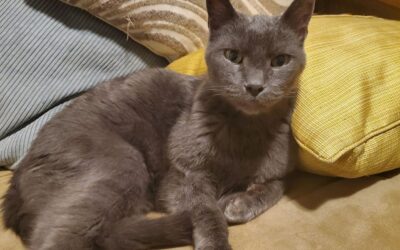 Handsome Russian Blue Mix Cat For Adoption In Calgary AB – Supplies Included – Adopt Murphy