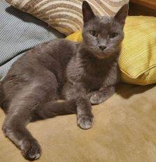 Handsome Russian Blue Mix Cat For Adoption In Calgary AB – Supplies Included – Adopt Murphy