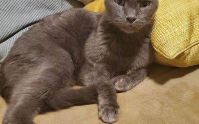 Handsome russian blue mix cat for adoption in calgary ab – supplies included – adopt murphy