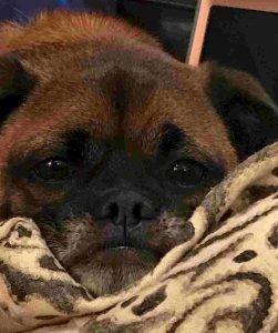 Pug mix dog for adoption in roswell georgia – meet murray