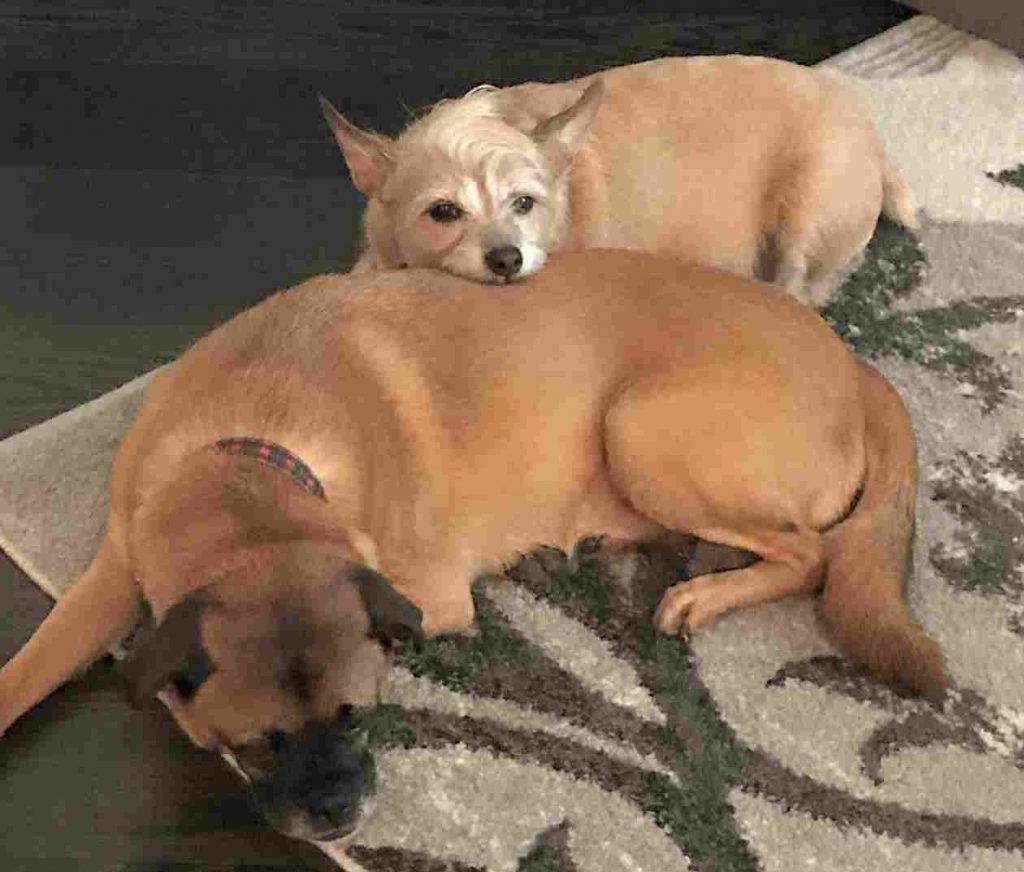 Murray the pug mix and his best friend zella the terrier mix to adopt adopt-in alpharetta ga