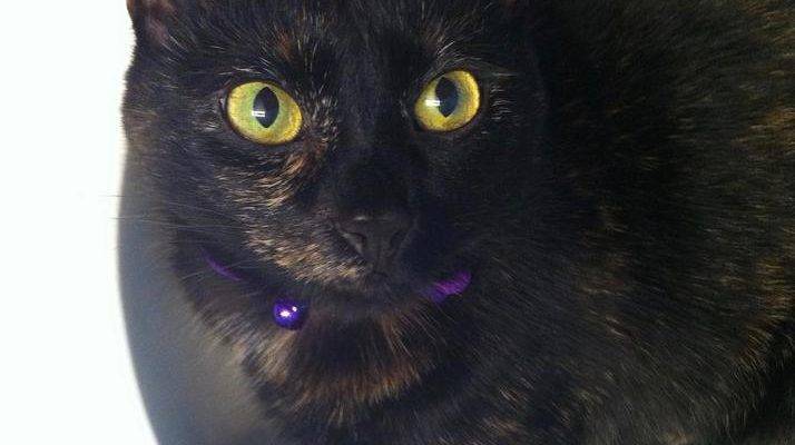Mystery - Tortoiseshell Cat For Adoption San Antonio
