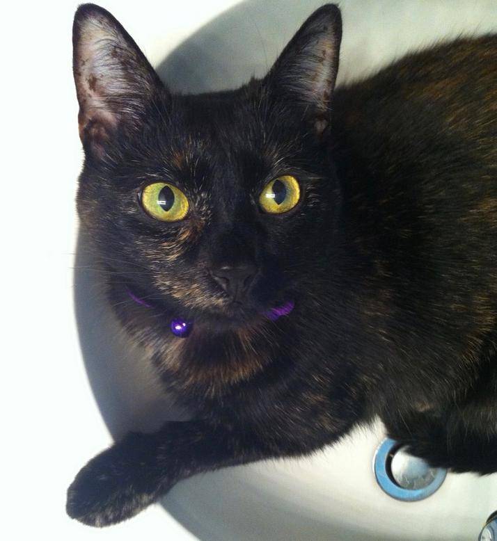 Female Tortoiseshell Domestic Shorthair Cat For Adoption in San Antonio