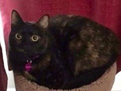 Mystery - tortoiseshell cat for adoption san antonio