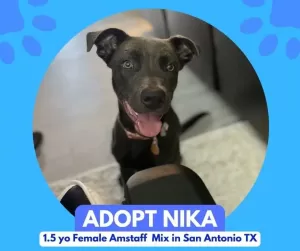 American staffordshire terrier (amstaff) dog for adoption in san antonio texas – meet nika