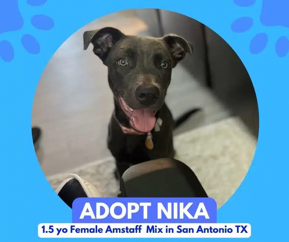 Photo of nika looking at the camera, framed in the branding of Pet Rehoming Network in San Antonio