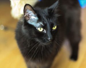 Uni Ragdoll Mix Cat For Adoption in Seattle WA