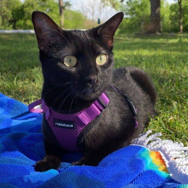 Declawed Black Cat for Adoption in Fort Lauderdale FL Adopt Naia