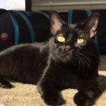 Black Cats For Adoption Near You - Rehome Or Adopt A Black Cat Or Kitten
