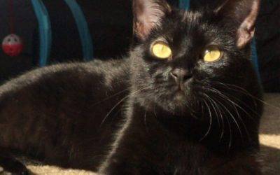 Gorgeous Declawed Black Cat for Adoption in Fort Lauderdale FL – Adopt Naia